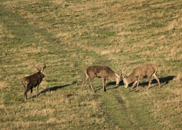 Cervos Vaguear Livre Parque Campo Rutting Terra Grama Aberta — Fotografia de Stock