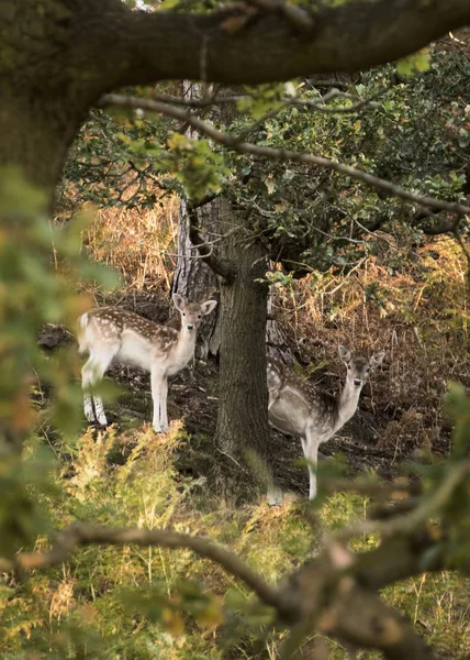 Cervos Roaming Grátis Parque Campo — Fotografia de Stock