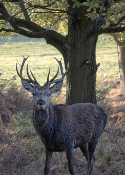 Cervos Roaming Grátis Parque Campo Veados Solitários — Fotografia de Stock