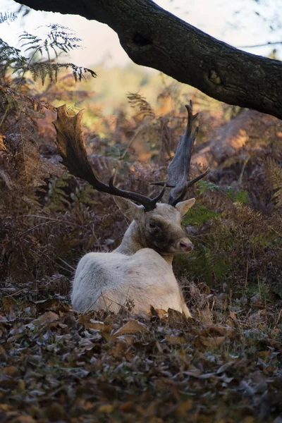 Veado Roaming Livre Parque Campo Dólar Branco Ferido Rotina Recupera — Fotografia de Stock