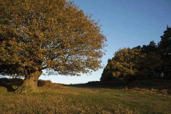 Bright autumn morning in an English country park