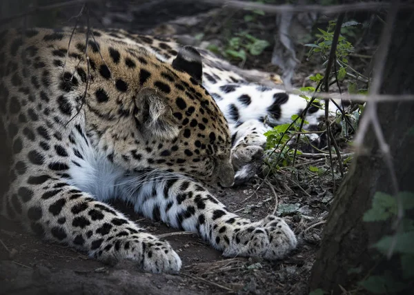 Tutsak Kadın Jaguar — Stok fotoğraf