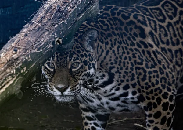 Ženské Jaguar Zajetí — Stock fotografie