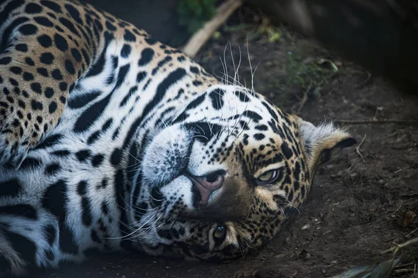 Ženské Jaguar Zajetí — Stock fotografie