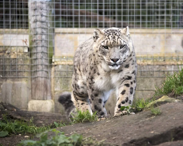 Leopardo Delle Nevi Cattività — Foto Stock