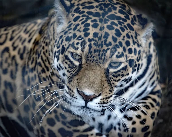 Jaguar Fêmea Cativeiro — Fotografia de Stock
