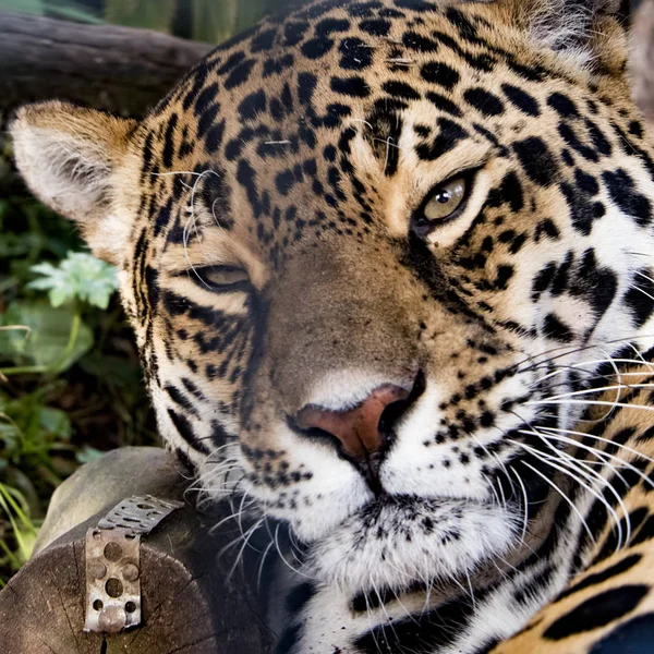 Ženské Jaguar Zajetí — Stock fotografie