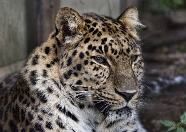 Amur Leoparı Tutsak Yakın Çekim — Stok fotoğraf