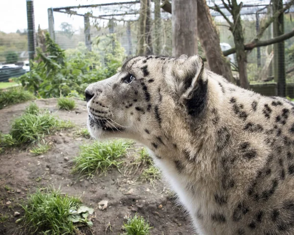 Leopardo Delle Nevi Cattività — Foto Stock