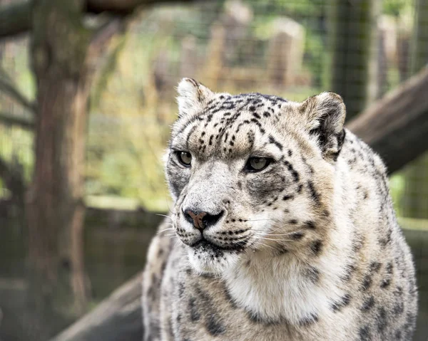 Kar Leoparı Esaret Içinde — Stok fotoğraf