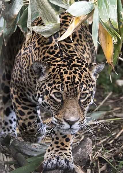 Jaguar Femenino Cautiverio Acecho — Foto de Stock