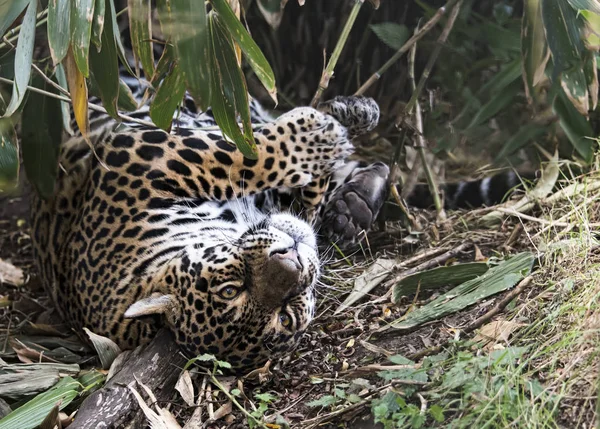 Jaguar Femenino Cautiverio Juguetón Primer Plano — Foto de Stock