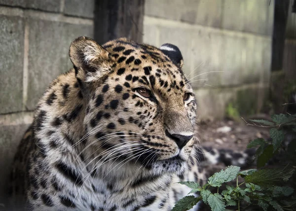 Amur Leopardo Cautiverio Cerca — Foto de Stock