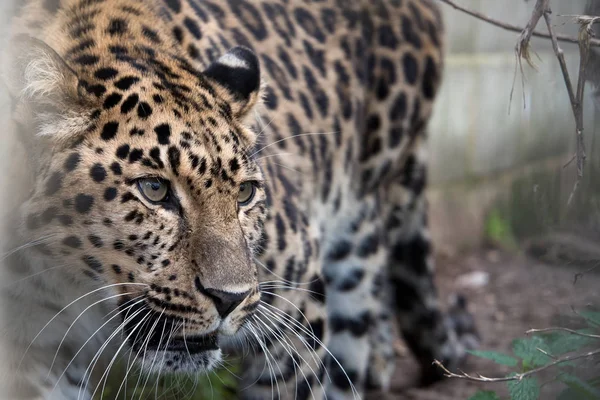 Amur Leopardo Cautiverio Cerca — Foto de Stock