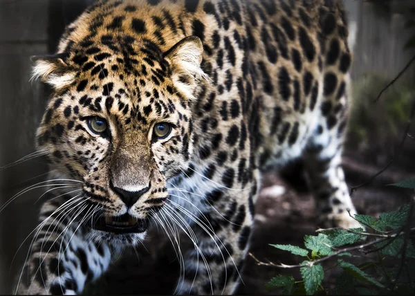 Amur Leoparı Tutsak Yakın Çekim — Stok fotoğraf