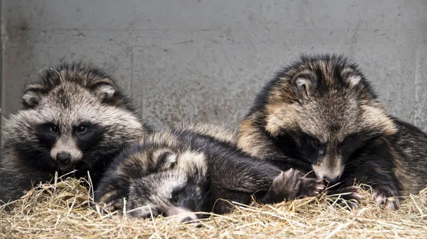 Racoon dogs in captivity - animal sanctuary