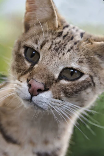 Racoon köpekler tutsak - hayvan sığınak