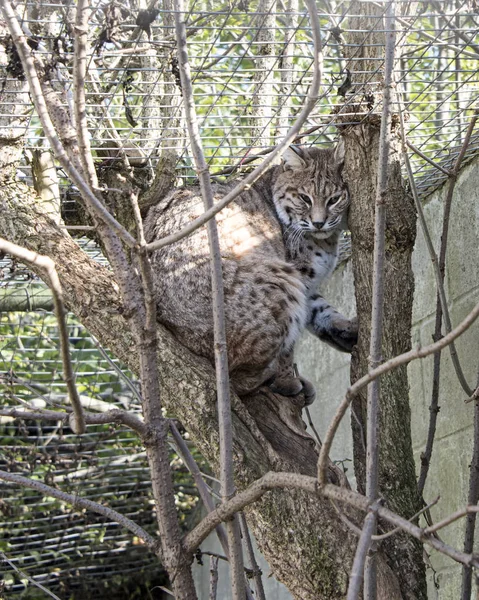 Gatto Selvatico Asiatico Cattività Seduto Albero — Foto Stock