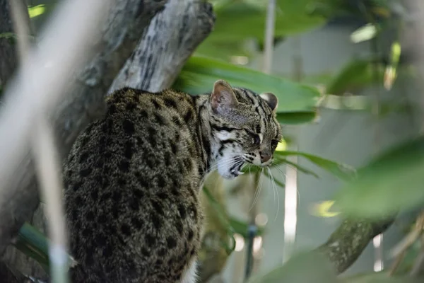 Леопардовая Кошка Плену — стоковое фото