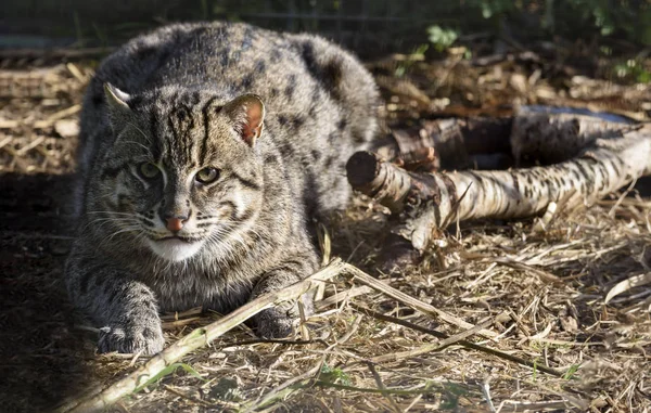 Eurasian Wildcat Prendere Sole Cattività — Foto Stock