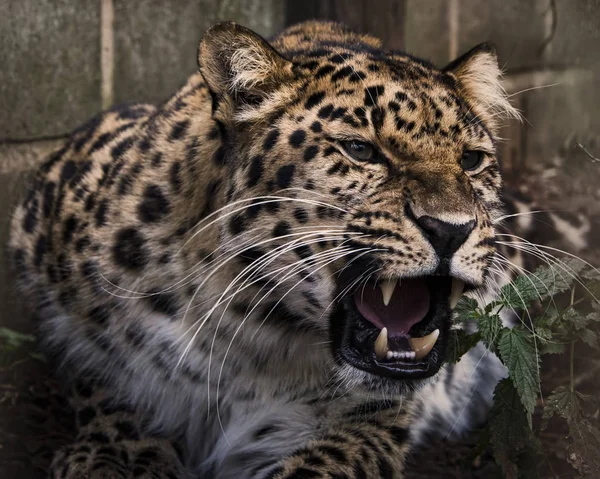 Amur Leopard Gefangenschaft Aus Nächster Nähe lizenzfreie Stockbilder