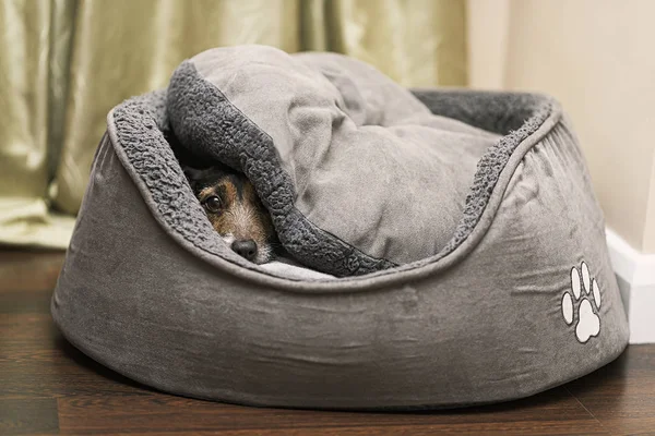 Jack Russell Hund Kuschelte Sich Ihr Bett lizenzfreie Stockfotos