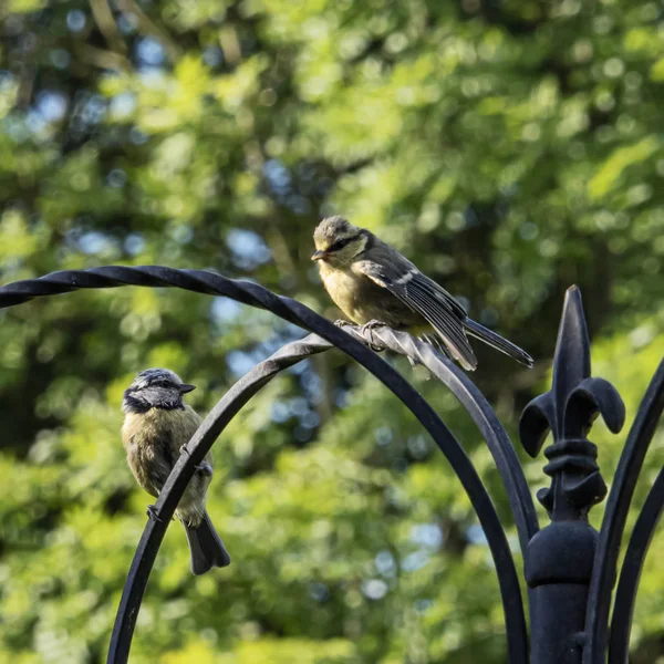 Paridae Una Especie Ave Paseriforme Familia Paridae Fácilmente Reconocible Por — Foto de Stock