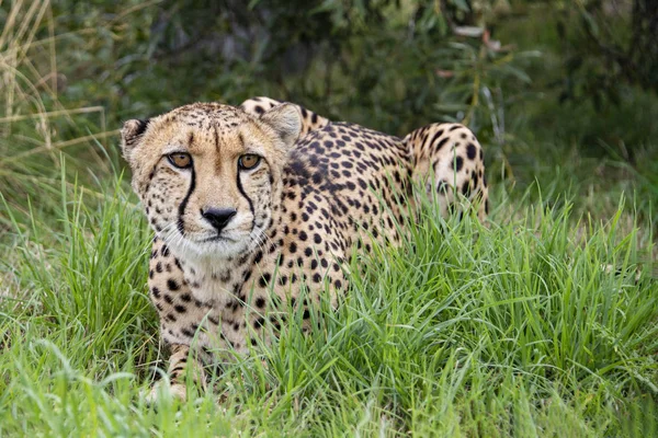 Hamerton Zoo Srpen 2018 Gepard Zajetí Ležící Gras — Stock fotografie