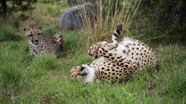 Reino Unido Hamerton Zoo Ago 2018 Cheetah Cautiverio Tomando Rollo — Foto de Stock