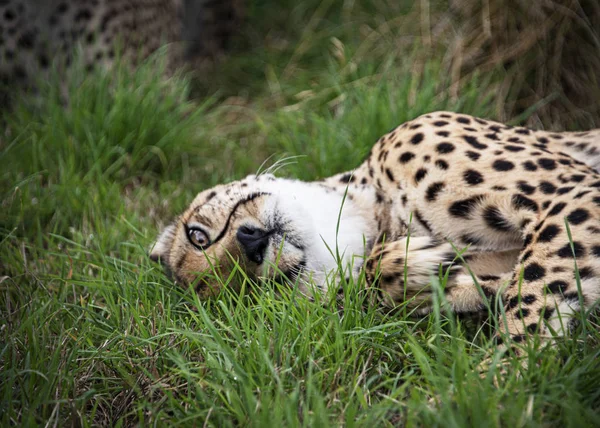 Reino Unido Hamerton Zoo Ago 2018 Cheetah Cautiverio Tomando Rollo — Foto de Stock