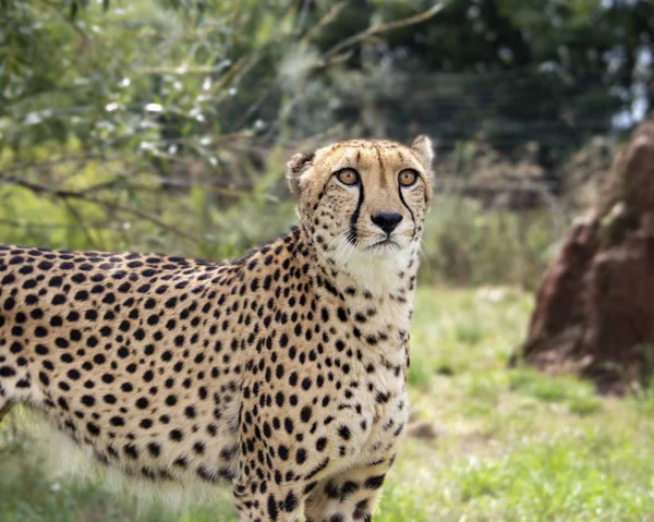 Hamerton Zoo Srpen 2018 Gepard Zajetí Stojím — Stock fotografie