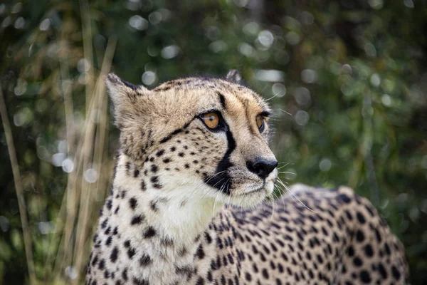 Hamerton Zoo Srpen 2018 Gepard Zajetí Portrai — Stock fotografie