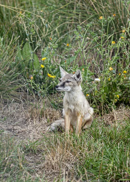 Hamerton Zoo Ago 2018 Corsac Fox — Foto Stock