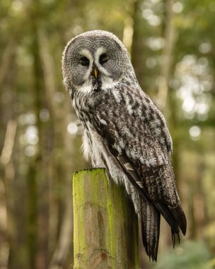 İngiltere'de, Sherwood Forrest, Nottinghamshire kuşları olay - Ekim 2018: büyük gri baykuş tutsak. Büyük gri baykuş baykuş dünyanın en büyük tür olarak uzunluğu tarafından belgelenen