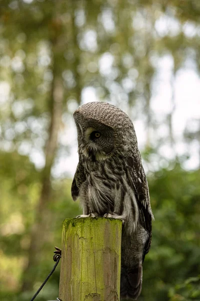 Sherwood Forrest Nottinghamshire Birds Prey Event October 2018 Great Grey — Stock Photo, Image