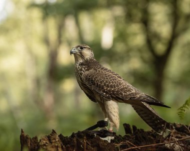 İngiltere'de, Sherwood Forrest, Nottinghamshire kuşları olay - Ekim 2018: Juvenil Spektroskopi Peregrine tutsak. Adı Gyrfalcon eski yüksek Almanca kelime gir, anlam akbaba ve Latince falx, eğri bir bıçak ile bir çiftlik aracı bir melez olabilir, 