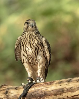 İngiltere'de, Sherwood Forrest, Nottinghamshire kuşları olay - Ekim 2018: Juvenil Spektroskopi Peregrine tutsak. Adı Gyrfalcon eski yüksek Almanca kelime gir, anlam akbaba ve Latince falx, eğri bir bıçak ile bir çiftlik aracı bir melez olabilir, 