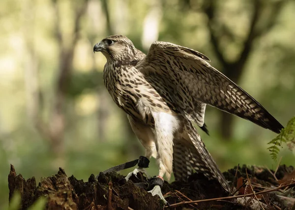 Egyesült Királyságban Sherwood Forrest Nottinghamshire Ragadozó Madarak Esemény 2018 Október — Stock Fotó