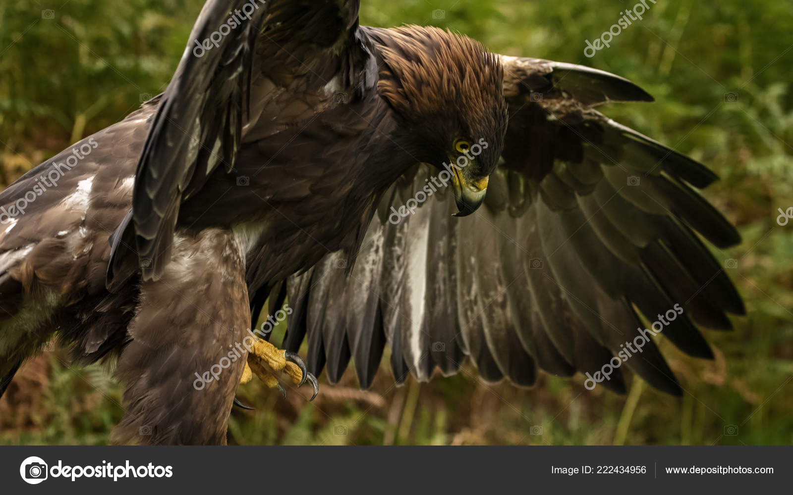 Sherwood Forrest Nottinghamshire Birds Prey Event October