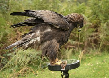 İngiltere'de, Sherwood Forrest, Nottinghamshire kuşları olay - Ekim 2018: altın kartal onun tüyleri hareketlendirici tutsak. Eddie Ujk altın kartal yetiştirme ve concervsation programının bir parçası olduğunu.