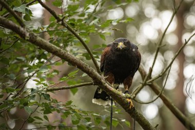 İngiltere'de, Sherwood Forrest, Nottinghamshire kuşları olay - Ekim 2018: Harris Hawk tutsak