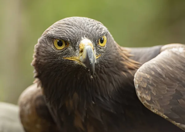 Sherwood Forrest Nottinghamshire Greifvogelereignis Oktober 2018 Dieser Steinadler Rahmen Eines — Stockfoto