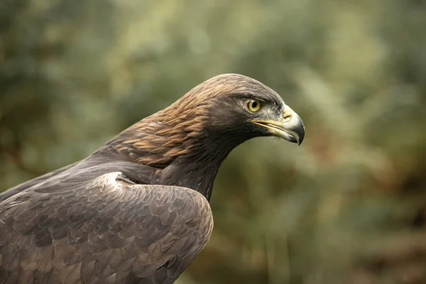 Sherwood Forrest Nottinghamshire Birds Prey Event October 2018 Golden Eagle — Stock Photo, Image