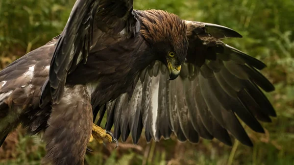 Sherwood Forrest Nottinghamshire Birds Prey Event Outubro 2018 Golden Eagle — Fotografia de Stock
