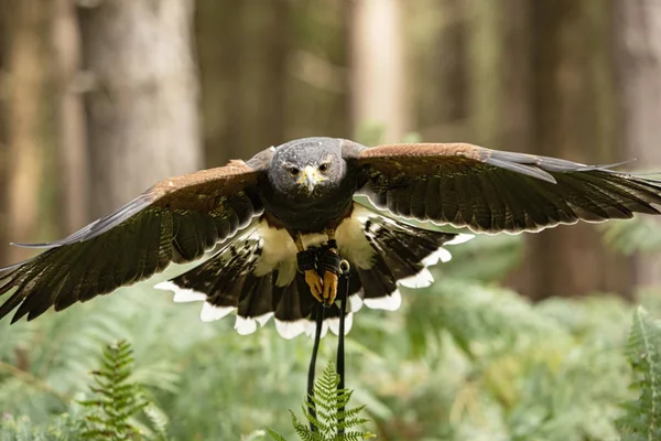 Royaume Uni Sherwood Forrest Nottinghamshire Birds Prey Événement Octobre 2018 — Photo