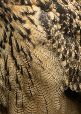 UK, Sherwood Forrest, Nottinghamshire  Birds of Prey Event - Eurasion Eagle Owl, close-up clipart
