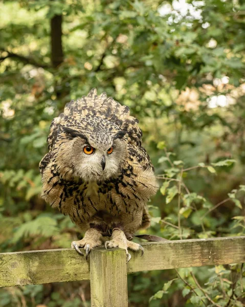 Royaume Uni Sherwood Forrest Nottinghamshire Birds Prey Event Eurasion Eagle — Photo