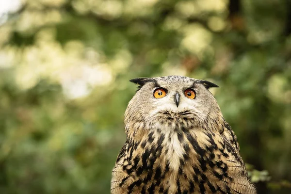 Sherwood Forrest Nottinghamshire Birds Prey Event Eurasion Eagle Owl Close — Stock Photo, Image