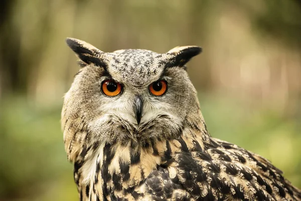 Sherwood Forrest Nottinghamshire Birds Prey Event Eurasion Eagle Owl Close — Stock Photo, Image