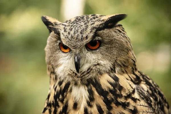 Sherwood Forrest Nottinghamshire Birds Prey Event Eurasion Eagle Owl Close — Stock Photo, Image